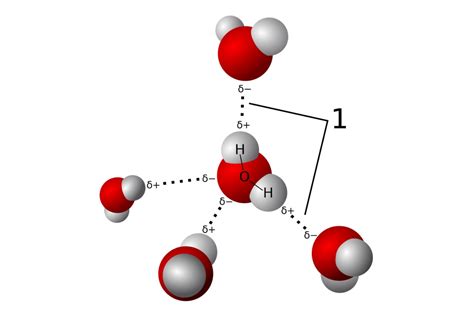 12 Fascinating Facts About Hydrogen Bonding - Facts.net