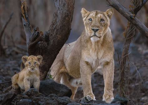 Asiatic Lion Cubs