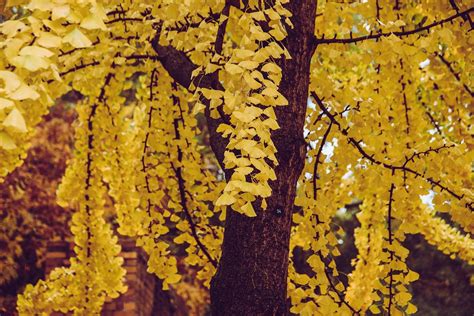 Ginkgo Trees for Sale - Buying & Growing Guide - Trees.com