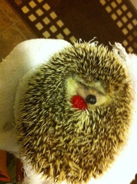 Just a hedgehog cuddling a raspberry : aww