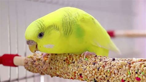 Budgie Food: Everything You Need to Know!