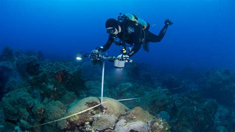 Under a watchful eye, the coral reefs of Flower Garden Banks National ...