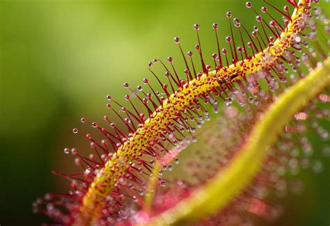 Sundew Plants: Care & Growing Guide