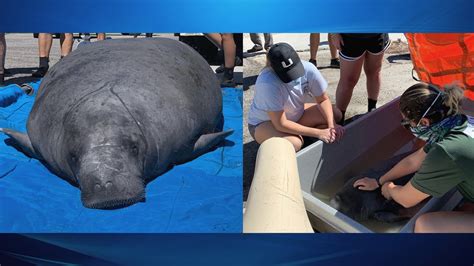 Rehabilitated manatee mom, calf released into Sarasota Bay | WFLA