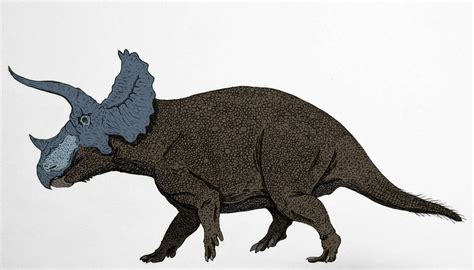 Triceratops horridus by Mac-Thir-Chonaill on DeviantArt