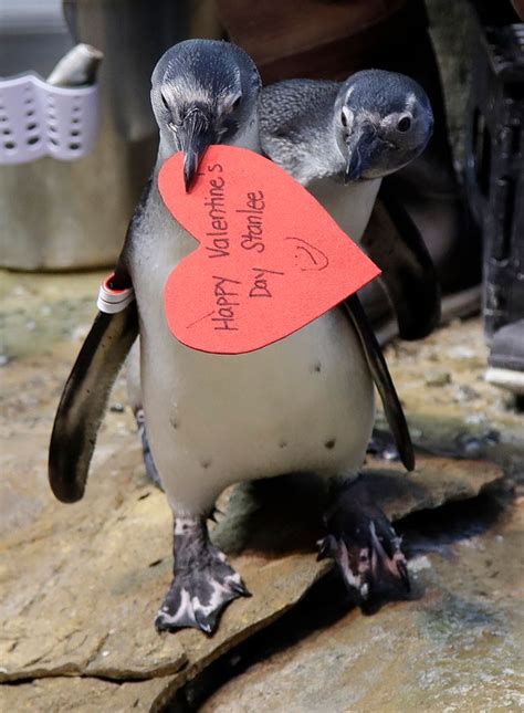 Love on the rocks: Penguins celebrating Valentine’s Day | The Seattle Times