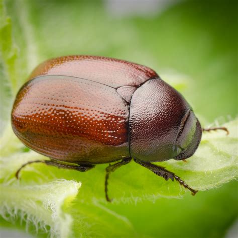 June bugs are here & their damage to your lawn is not cute | Total ...