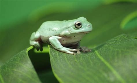 7 Best Pet Frogs That Are a Dream for Beginners & Experts Alike to Own