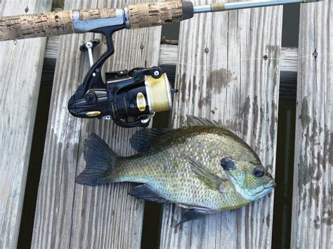 The Best Bream Lures and Equipment For Success | Great Days Outdoors