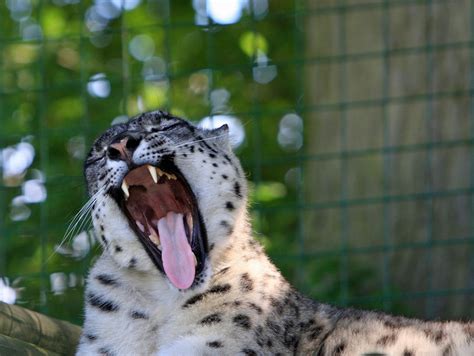 Snow Leopard Yawning Free Stock Photo - Public Domain Pictures