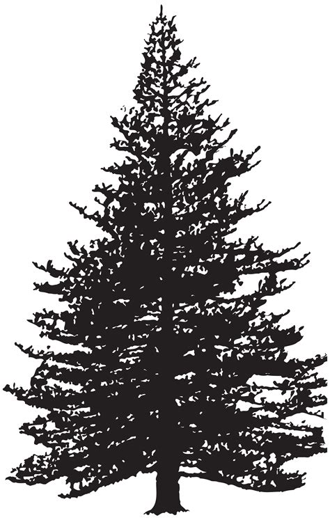 Black Pine Tree Pinus Contorta Tree Png Silhouette Clip Art Image Png ...