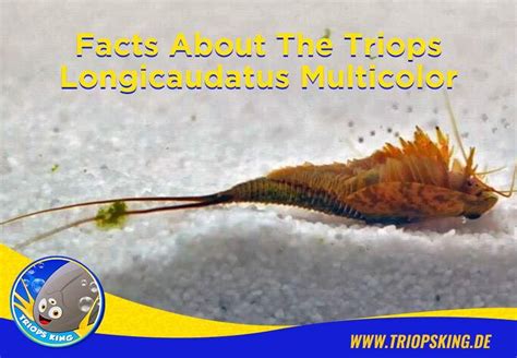 Facts About the Triops Longicaudatus Multicolor