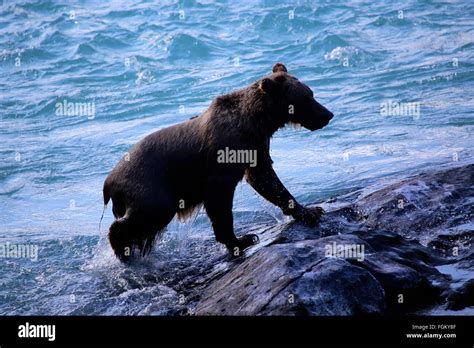 Alaskan Brown Bear in Russian River on the Kenai Peninsula Stock Photo - Alamy