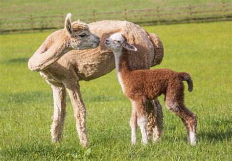 Newborn alpacas enjoy cuddle with mothers in Scots sunshine | STV News