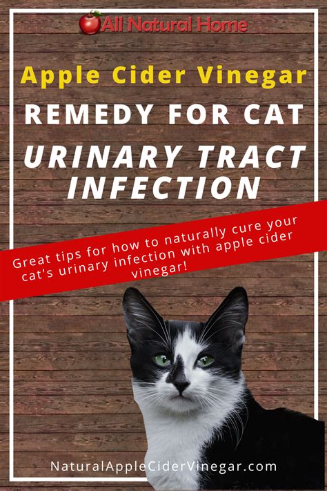 Apple Cider Vinegar Remedy for Cat Urinary Tract Infections (UTI) - All Natural Home in 2020 ...