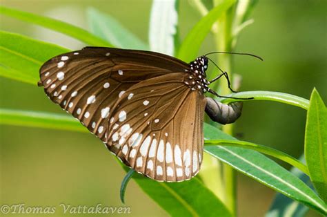 Nature Magnified: Life Cycle of the Common Crow Butterfly (Euploea core)