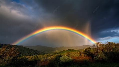 Rainbow Forest Nature Background, Rainbow, Forest, Natural Background Image And Wallpaper for ...