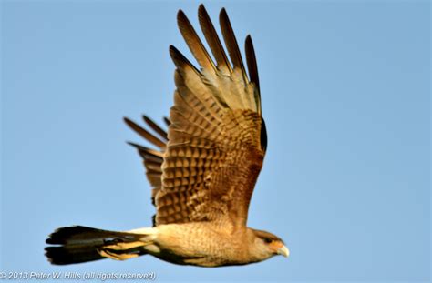 Caracara Chimango (milvago chimango) adult in flight - Chile - World ...