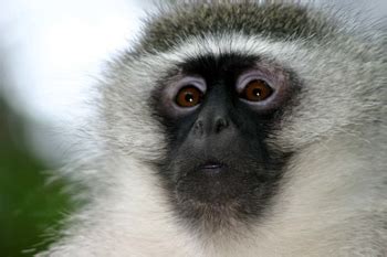 Vervet Monkey Facts: Lesson for Kids | Study.com