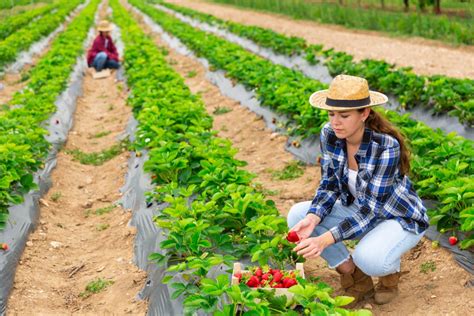 Strawberry Picking (Guide) – Strawberry Plants