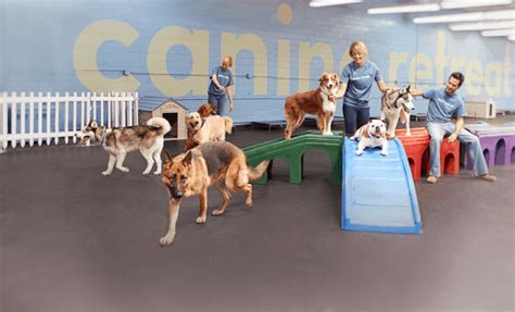 Dog Daycare & Boarding in South Bay LA | Canine Retreat