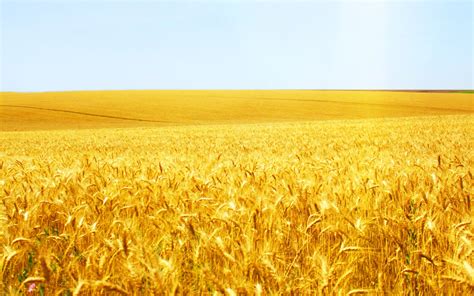 Wheat Field Vector at GetDrawings | Free download