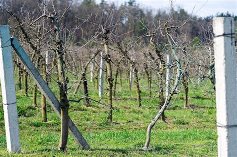 Premium Photo | Apple orchard