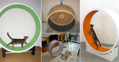 8 Cat Exercise Wheel DIY Projects | DIY Cat Wheel Ideas ⋆ Bright Stuffs