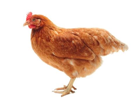 Lohmann Brown Chicken: Breed Profile - The Happy Chicken Coop