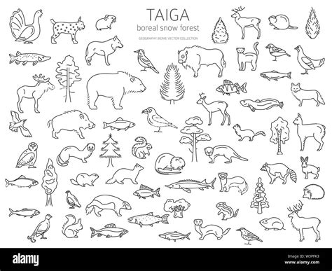 Taiga biome, boreal snow forest thin simple line design. Terrestrial ecosystem world map ...