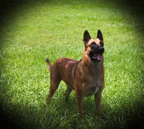 Belgian Malinois | Name: Thor 110 Lb 5 Years Old | Eric Wedin | Flickr