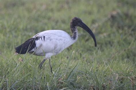 Sacred Ibis | Great Bird Pics