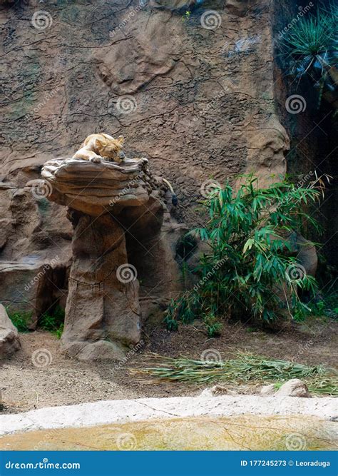 The Lion Sleeps on a Stone in the Zoo. Stock Image - Image of resting, relaxing: 177245273