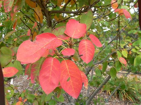 Serviceberry | UMN Extension