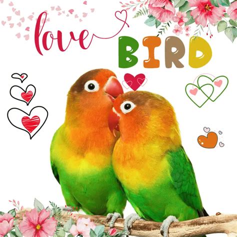 Small parrots - Types of small parrots | Small parrots as pets