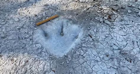 Dinosaur Tracks Found In Texas Lakebed | 99.9 THE BAY