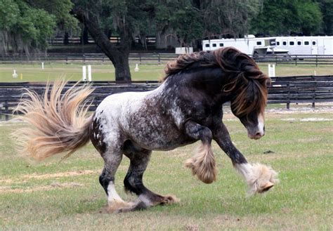 Pin von Dianna Campbell auf Horses | Pferde