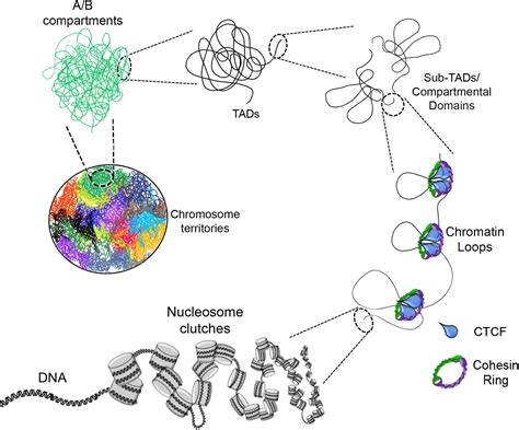 Frontiers | Chromatin Remodelers in the 3D Nuclear Compartment