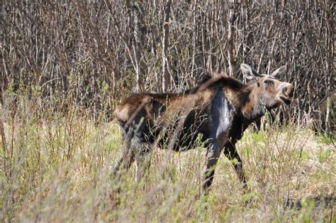 Don't Miss Alaska - See Amazing Wild Alaskan Animals - Everywhere!