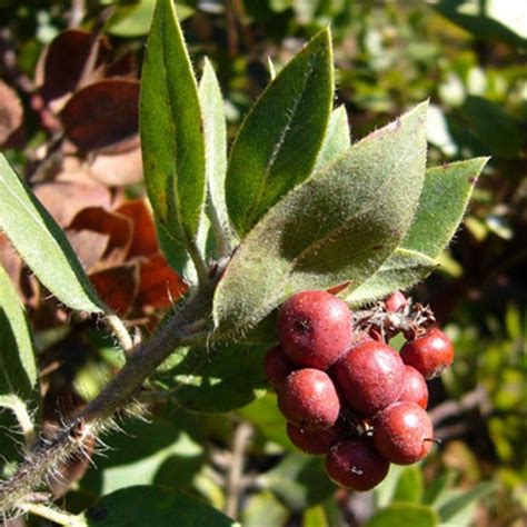 Bearberries – Wild Feast