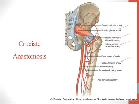 LOWER LIMB:BACK OF THIGH,FRONT ,LATERAL,AND MEDIAL SIDES OF LEG AND DORSUM OF FOOT ~ AIMC ...