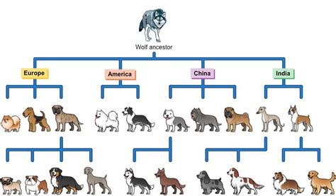 Are All Dogs Evolved From Wolves