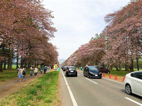 Nijyukkendoro Sakura Namiki(Cherry-blossoms road): Cherry Blossoms in ...