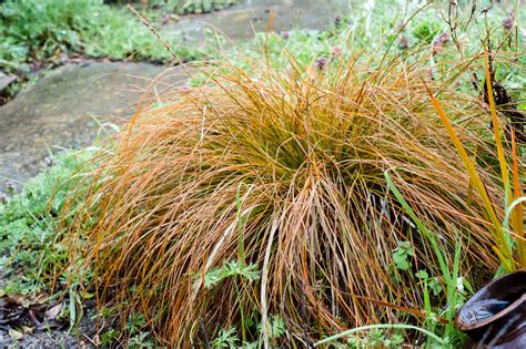 Carex testacea | Mostly Natives Nursery