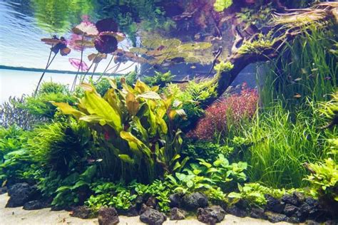 6 Aquarium Plants That Grow In Low Light | With Pictures