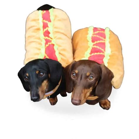 Dachshund Accessories for Dogs | dachshund-central