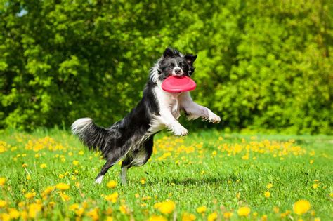 A great recreation of dog Frisbee competition