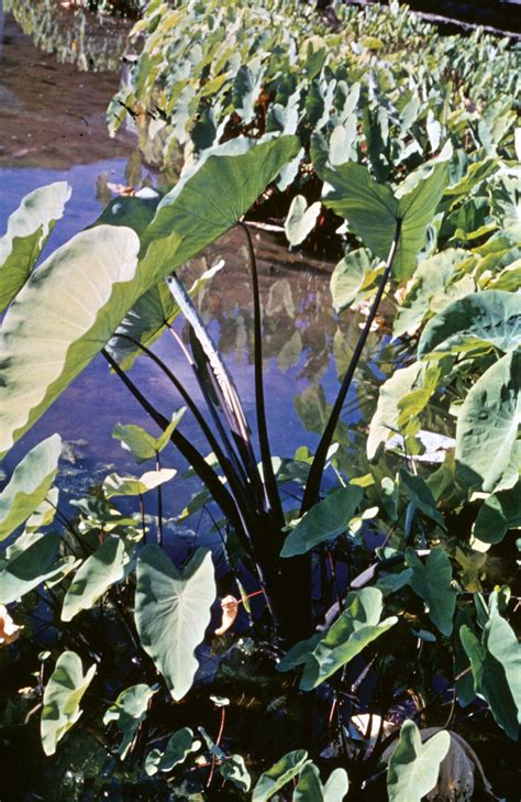 Taro | Description, Plant, Root, Edible, Poisonous, & Facts | Britannica