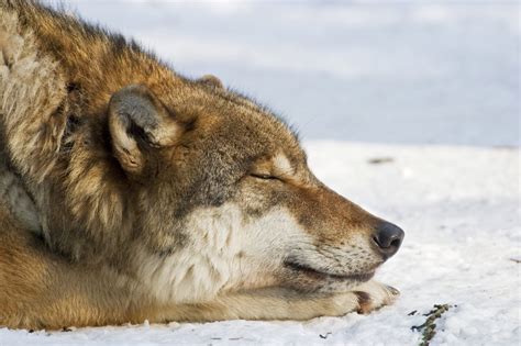 Wolves and Dogs Sleep Differently In Spite of Being Closely Related