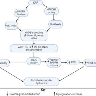 Cardioprotective mechanisms of Vitex negundo leaves (Created with... | Download Scientific Diagram